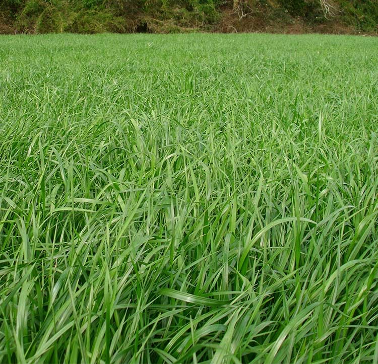 Ballica ryegrass