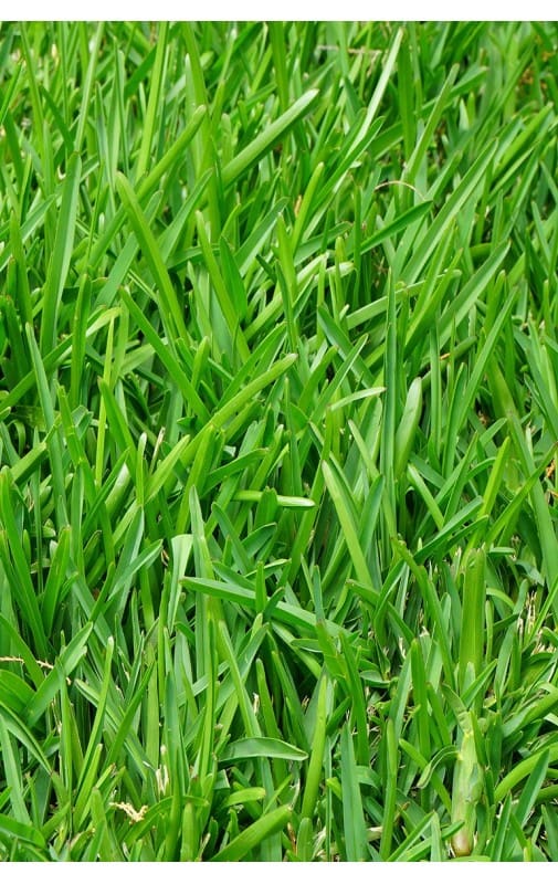 Festuca
