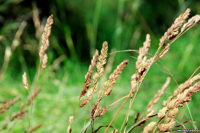 Pasto ovillo y trébol