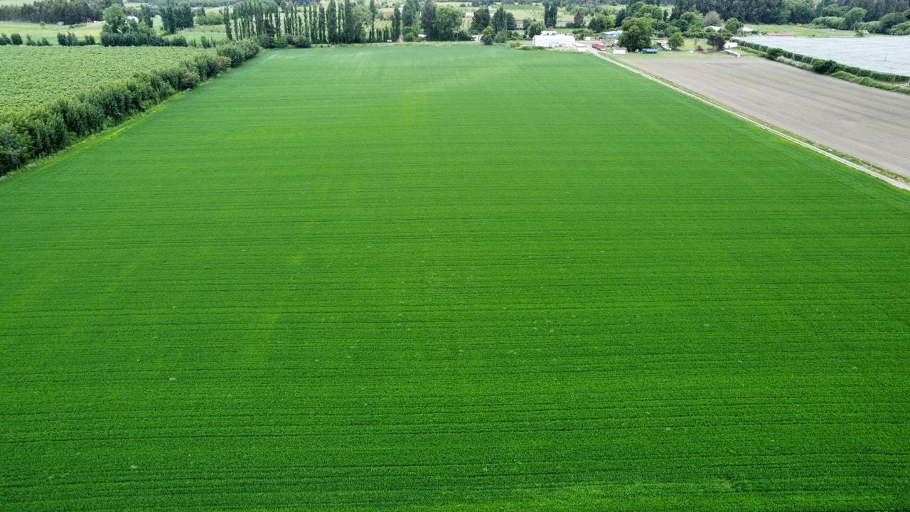 Siembra de trigo verde