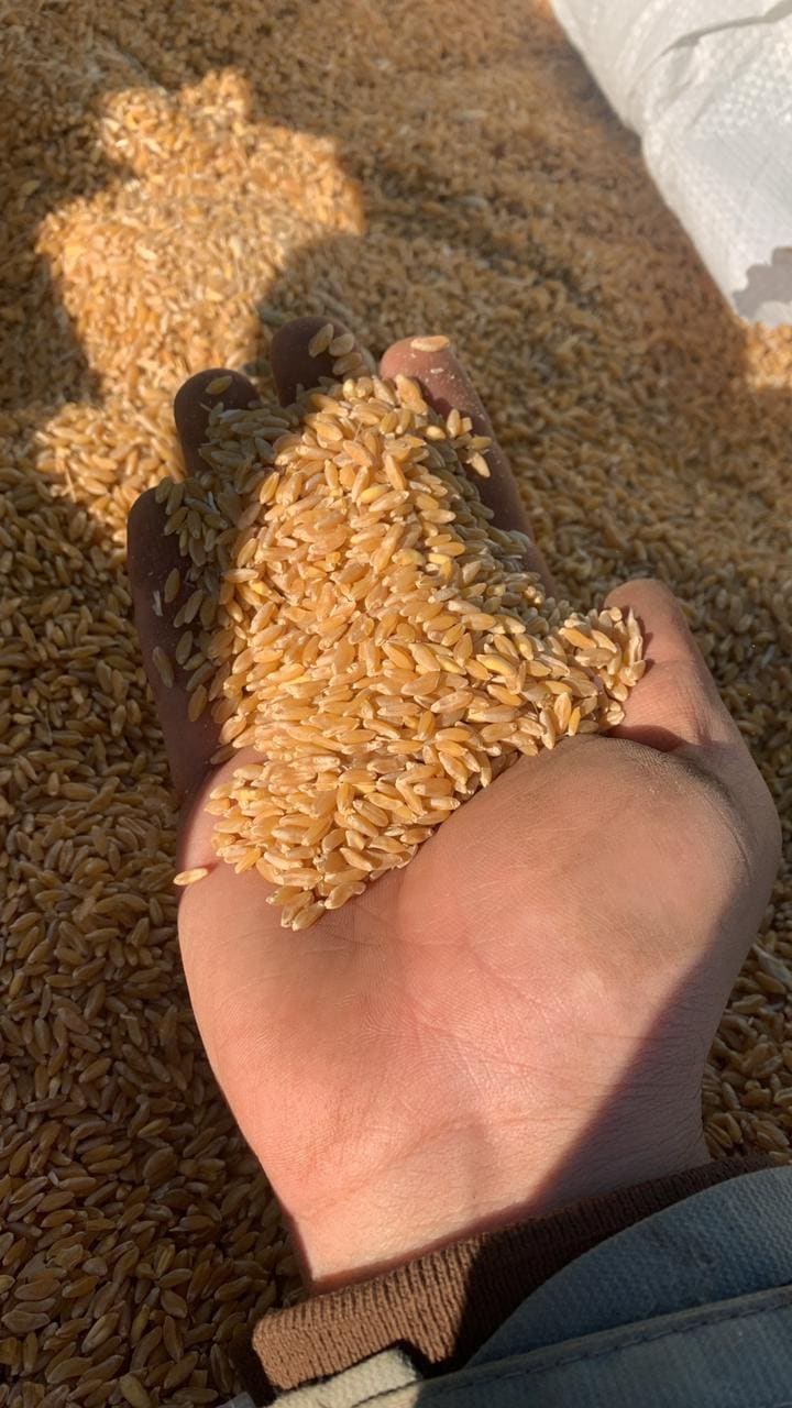 Semillas de trigo en mano