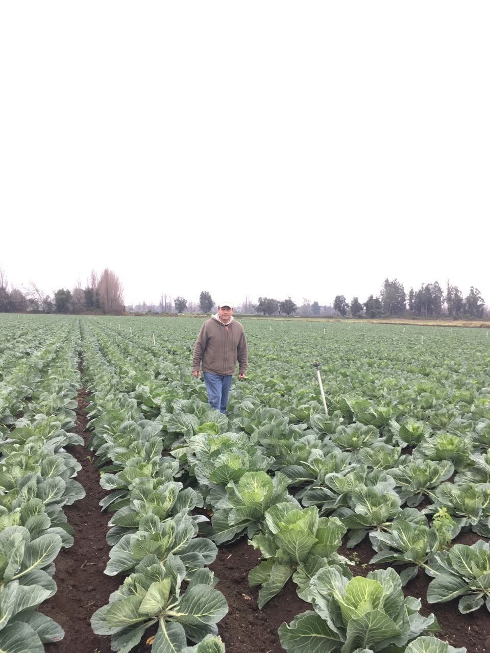 Plantación de repollo