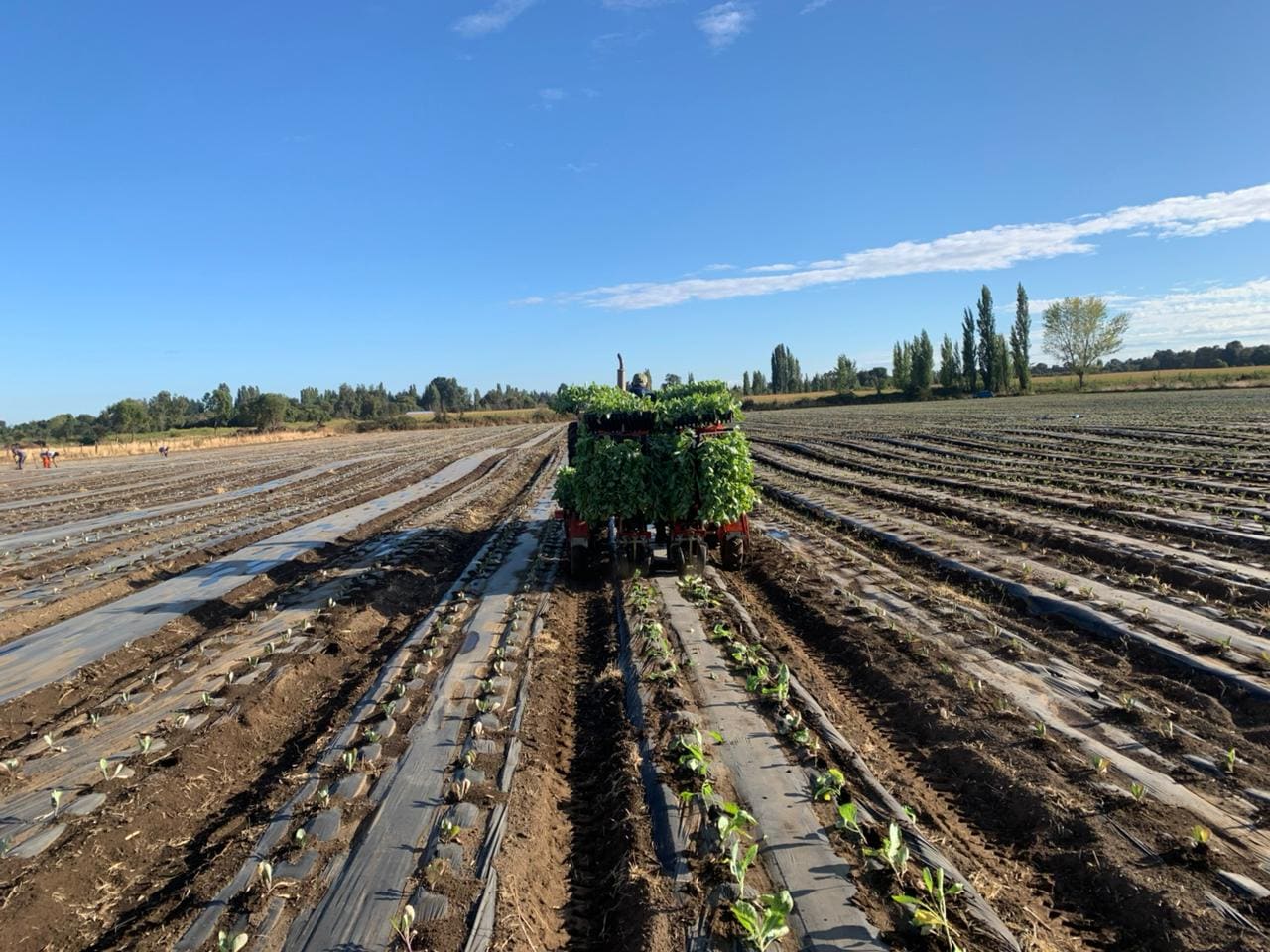 Plantando repollos
