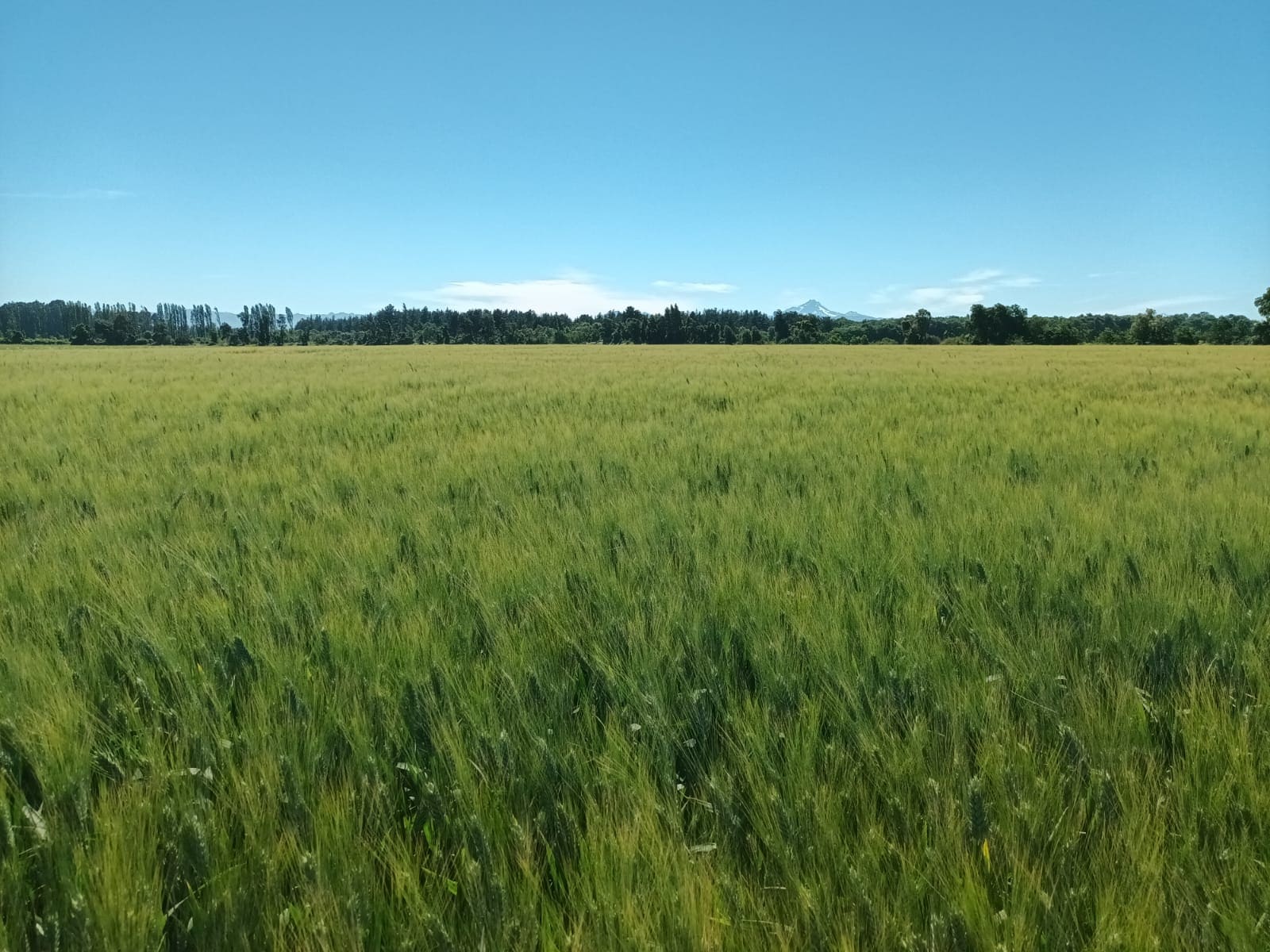Campo de trigo